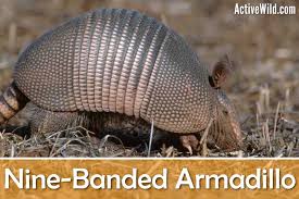 nine banded armadillo facts pictures