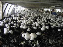 How To Grow Mushrooms In Your Basement