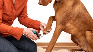 why do dogs bite their nails