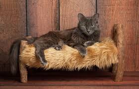 Nebelung kittens and cats are affectionate, loyal, sweet, and devoted to their families. Nebelung Cat Breed Profile With Personality Traits And Pictures Lovetoknow