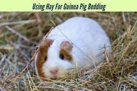using hay for guinea pig bedding is it
