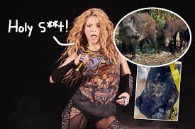 OMG! Shakira & 8-Year-Old Son Were Attacked By Wild Boars In Spain!! -  Perez Hilton