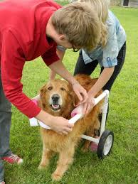 8 dog diy wheelchair plans learn how