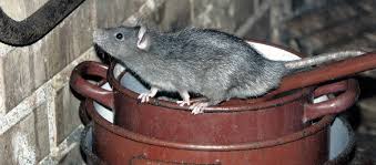 Where Do Rats Nest Debugged