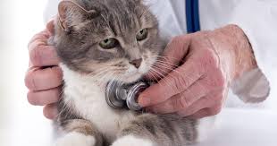 Yes, most cats will go away or hide in a very secluded, private place when they're seriously ill or dying. Heart Disease In Cats Identifying And Managing Feline Heart Disease In Practice Veterinary Practice
