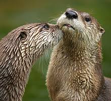 North American River Otter Wikipedia