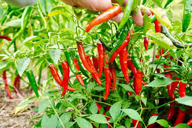Increase Your Pepper Plant Yield - Easy Steps - PepperGeek.com