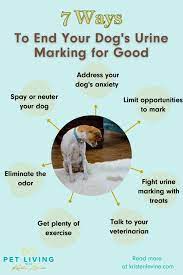 how to stop a dog from marking in the