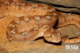 carpet viper stock photos and images