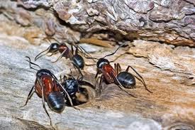 comment reconnaître fourmi charpentière