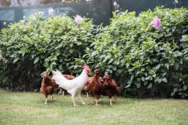 A simple fence made with chicken wire and some form of support will usually be enough to keep the pests away. Protecting Plants From Chickens How To Chicken Proof My Garden