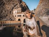 Galta Ji: Full Guide to the Monkey Temple of Jaipur (2024)