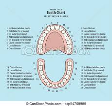 Tooth Chart With Number Illustration Vector On Blue Background Dental Concept