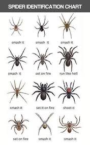 Image Result For Smash It Spider Identification Chart Best