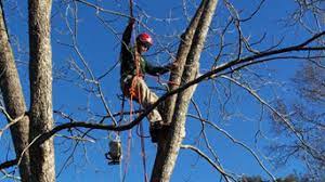 A santa barbara native, robert is a licensed pest control adviser and registered consulting arborist with a deep working knowledge of this area. Best 15 Tree Trimming Removal Services In Santa Barbara Ca Houzz