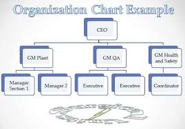 Organization Chart Example Surgical Units