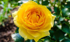 10 types of attractive yellow roses a