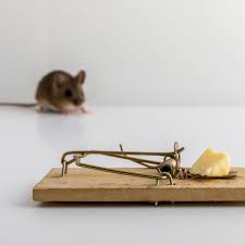 cheese the best bait for mice