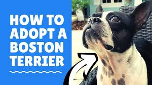 boston terrier rescues in michigan