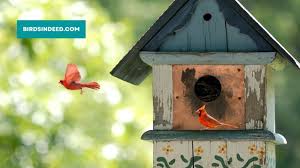 Do Cardinals Use Birdhouses Do