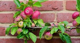 How To Grow Fruit Trees Naturehills Com