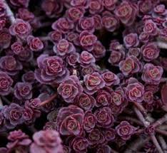50 purple carpet sedum flower seeds