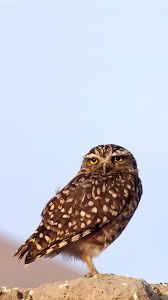 wild owl samsung phone wallpaper