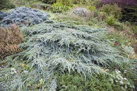 how to grow and care for blue rug juniper