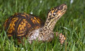 box turtle care guide feeding habitat