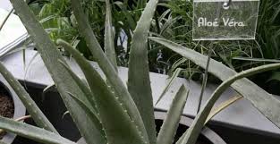 Barbadensis) vendues dans une fruiterie de la région : Aloe Vera Comment Le Cultiver Et L Utiliser M6 Deco Fr