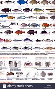 Sea Fishing Size Limits Chart Read All Fishing Rules And