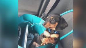 Uptown puppies has the highest quality dachshund puppies from the most ethical breeders in utah. Woman Veterinarian Mix Up May Have Killed My Dog Kutv
