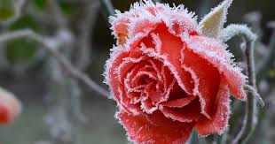 How To Winterize Roses Gardener S Path