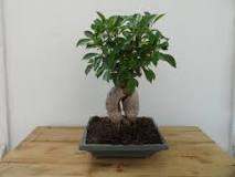 ficus-bonsai-bakımı-nasıl-yapılır
