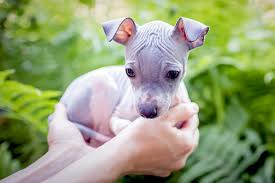 american hairless terrier dog breed