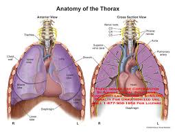 Anatomy of the thoracic wall. Chest Anatomy Exhibits
