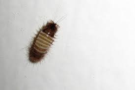how to get rid of the carpet beetle