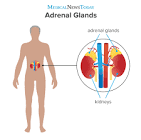 نتیجه جستجوی لغت [adrenal] در گوگل