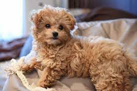 chipoo dogs chihuahua poodle mix