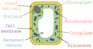 The plant cell is surrounded by a cell wall which is involved in providing shape to the plant cell. What Is A Eukaryotic Cell Gcse