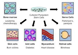Stem Cell Therapy Bioninja