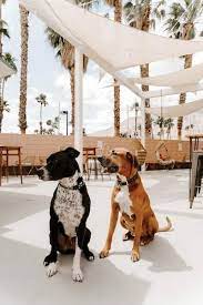 your dog in greater palm springs