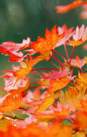 If you are interested in plants please. 18 Excellent Japanese Maples Better Homes Gardens