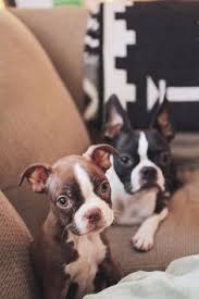 In 1900, all other colors were ruled out which caused breeders to started. 60 Best Boston Terrier Breeders Ideas Boston Terrier Terrier Boston Terrier Love