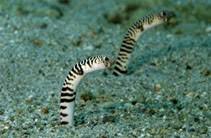 heteroconger polyzona zebra garden eel