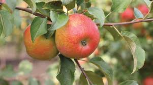 Honeycrisp Apple Tree More Varieties To Grow In Your Home