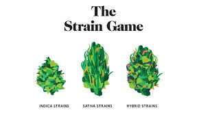 The Ultimate Guide To Weed Strains Highsnobiety