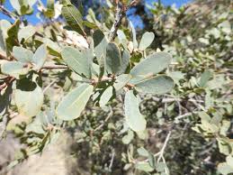 calphotos quercus oblongifolia