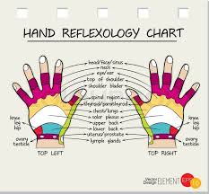 Hand Reflexology Chart Vector Stock Vector Colourbox