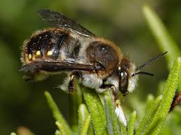 The queen bees need long, tussocky grassland to. European Wool Carder Bee Naturespot